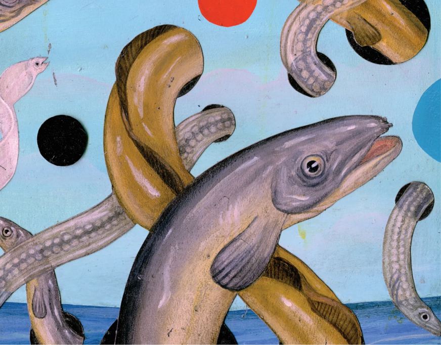 Where Do Eels Come From?