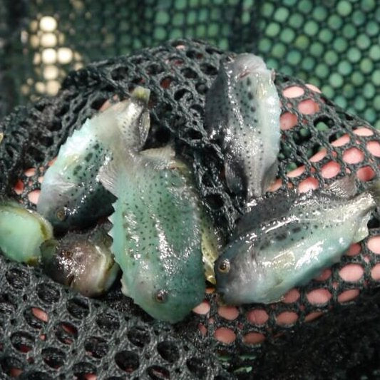 Inside New England's Innovative Aquaculture Incubator